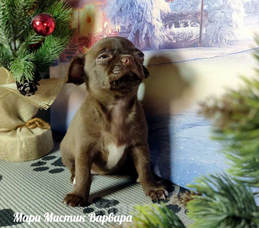 Собаки в Санкт-Петербурге: Варвара шоколадного окраса чихуахуа  Девочка, 100 000 руб. - фото 4