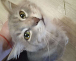 Кошки в Ярославле: серый Крассавчик Мальчик, Бесплатно - фото 2