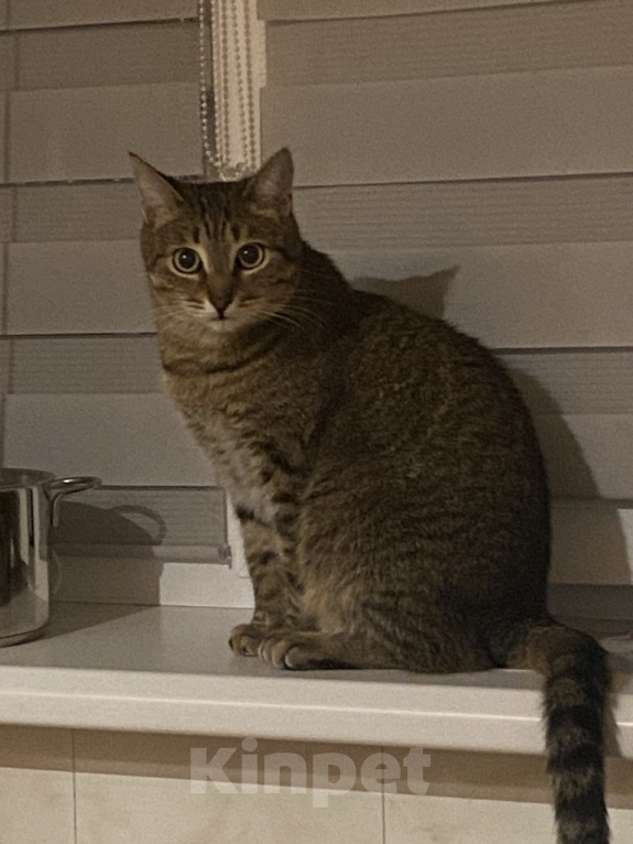 Кошки в Самаре: Отдам кота Серёжу Мальчик, Бесплатно - фото 1
