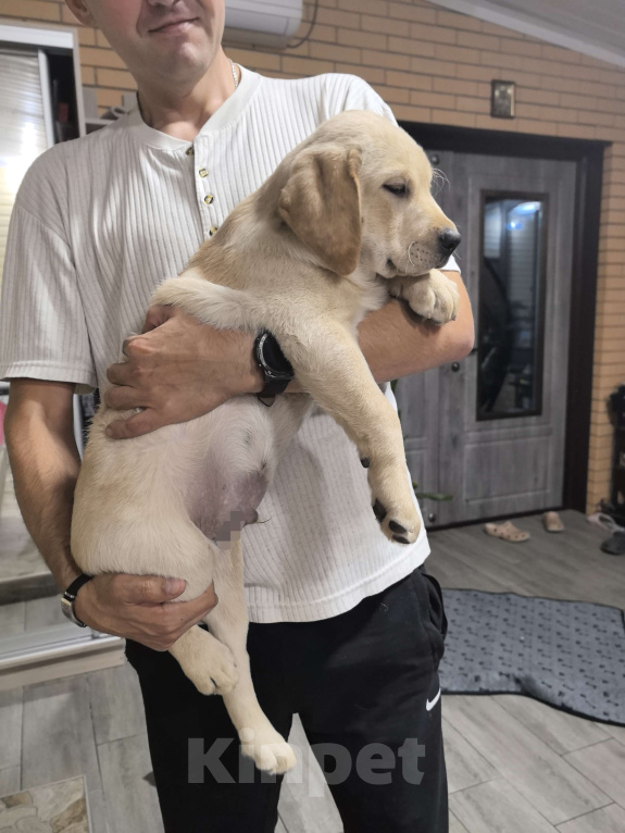 Собаки в Краснодаре: Щенки лабрадора с документами РКФ Мальчик, 30 000 руб. - фото 5