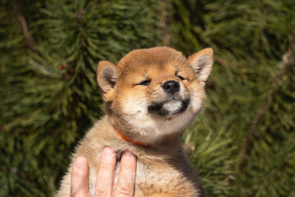 Собаки в других городах Московской области: Красотка сиба Девочка, Бесплатно - фото 3