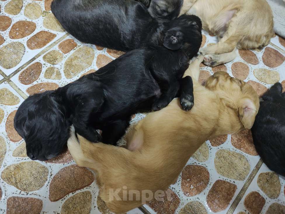 Собаки в других городах Ставропольского края: Щенок спаниель  Девочка, 10 руб. - фото 1