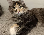 Кошки в других городах Владимирской области: кошки мейн кун полидакт Девочка, 35 000 руб. - фото 4