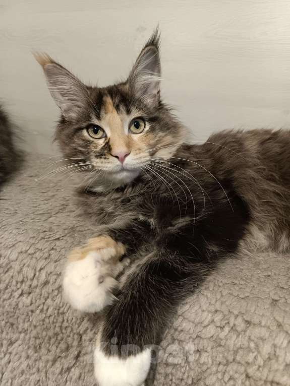 Кошки в других городах Владимирской области: кошки мейн кун полидакт Девочка, 35 000 руб. - фото 4