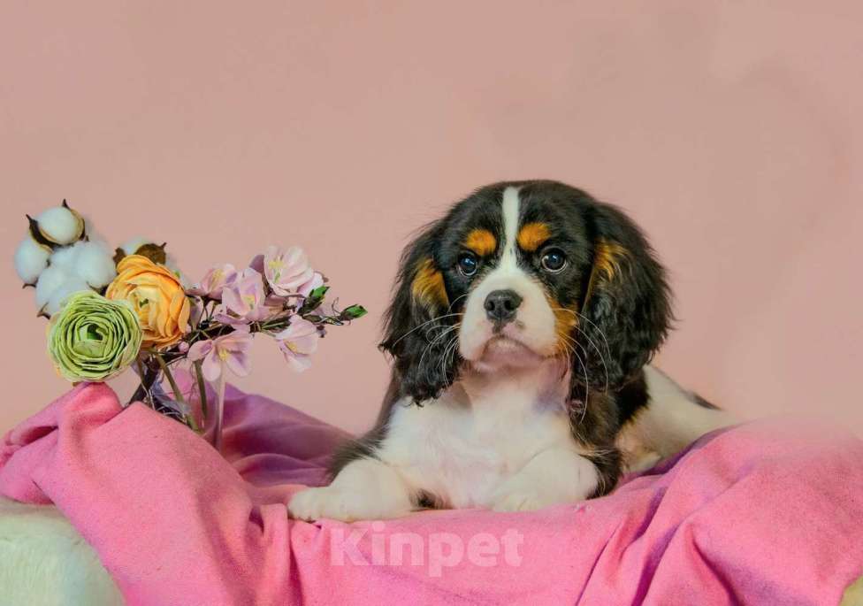 Собаки в Ногинске: Щенок кавалер кинг чарльз спаниеля Разнополые, 100 000 руб. - фото 1