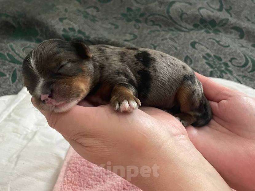 Собаки в Хабаровске: Йоркширский терьер щенки Разнополые, 40 000 руб. - фото 9