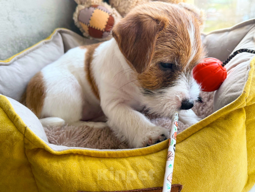 Собаки в Санкт-Петербурге: Девочка Джек Рассел терьера  Девочка, 80 000 руб. - фото 8