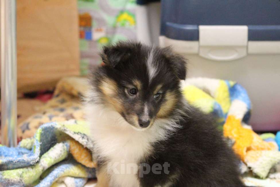 Собаки в Вологде: Очаровательная сука шелти Девочка, Бесплатно - фото 5