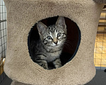 Кошки в Москве: Котенок в добрые руки Девочка, Бесплатно - фото 4