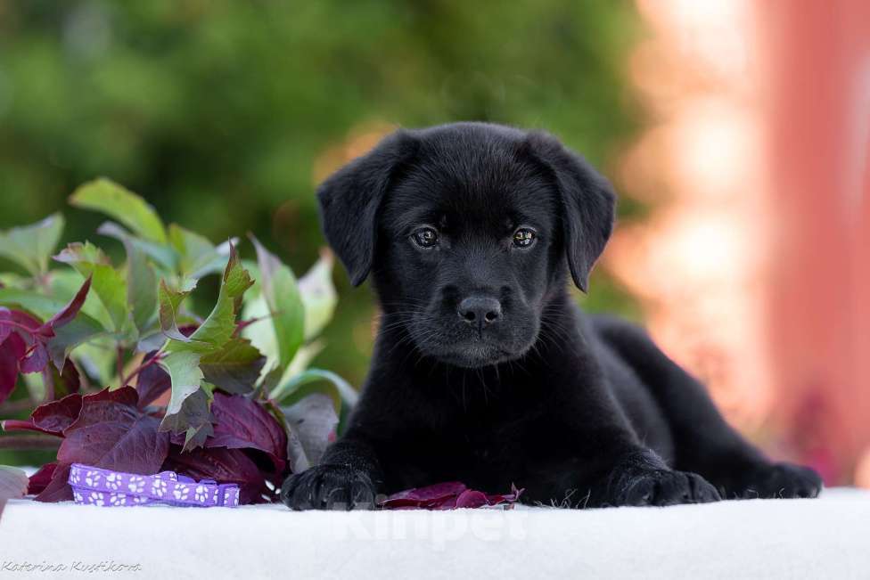 Собаки в Москве: Черный щенок лабрадора  Девочка, 50 000 руб. - фото 2