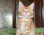 Кошки в Ростове-на-Дону: Котенок Мейн-Кун Мальчик, 40 000 руб. - фото 10