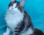 Кошки в Мытищах: Котенок Мейн-кун Мальчик, 35 000 руб. - фото 3