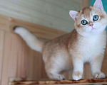 Кошки в Владивостоке: Британский котёнок в драгоценной шубке Мальчик, 80 000 руб. - фото 3