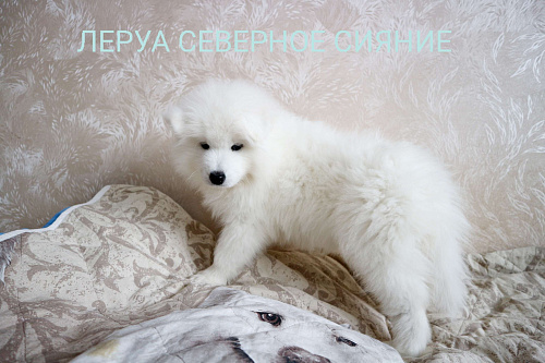 Щенки Самоедской  Собаки