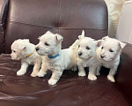 Собаки в Санкт-Петербурге: Щенки Вест-Хайлен-Вайт-Терьеров Разнополые, 65 000 руб. - фото 1