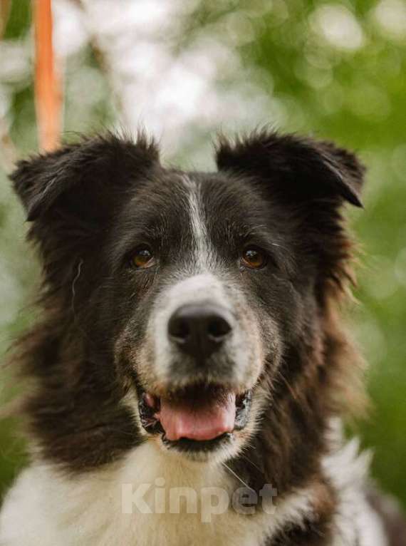 Собаки в Москве: Пушистая собака Снежа в добрые руки Девочка, Бесплатно - фото 6