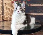Кошки в Москве: Котик мейн-кун Мальчик, 35 000 руб. - фото 2