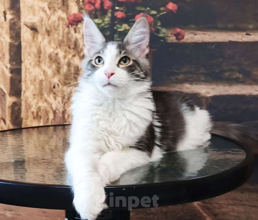 Кошки в Москве: Котик мейн-кун Мальчик, 35 000 руб. - фото 2