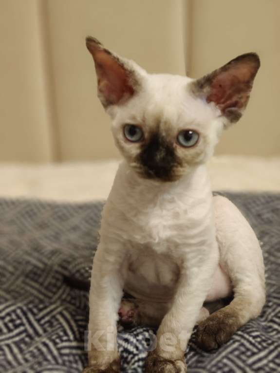 Кошки в Электростали: Кошечка Девон Рекс Девочка, Бесплатно - фото 4
