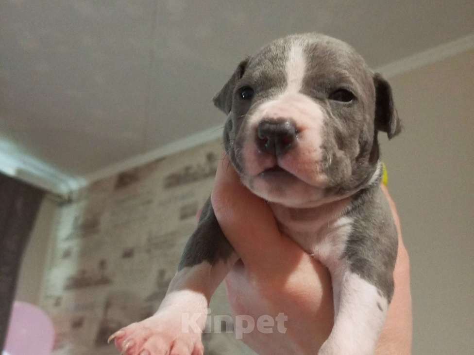 Собаки в Серпухове: Амстаффики!) Девочка, 35 000 руб. - фото 5