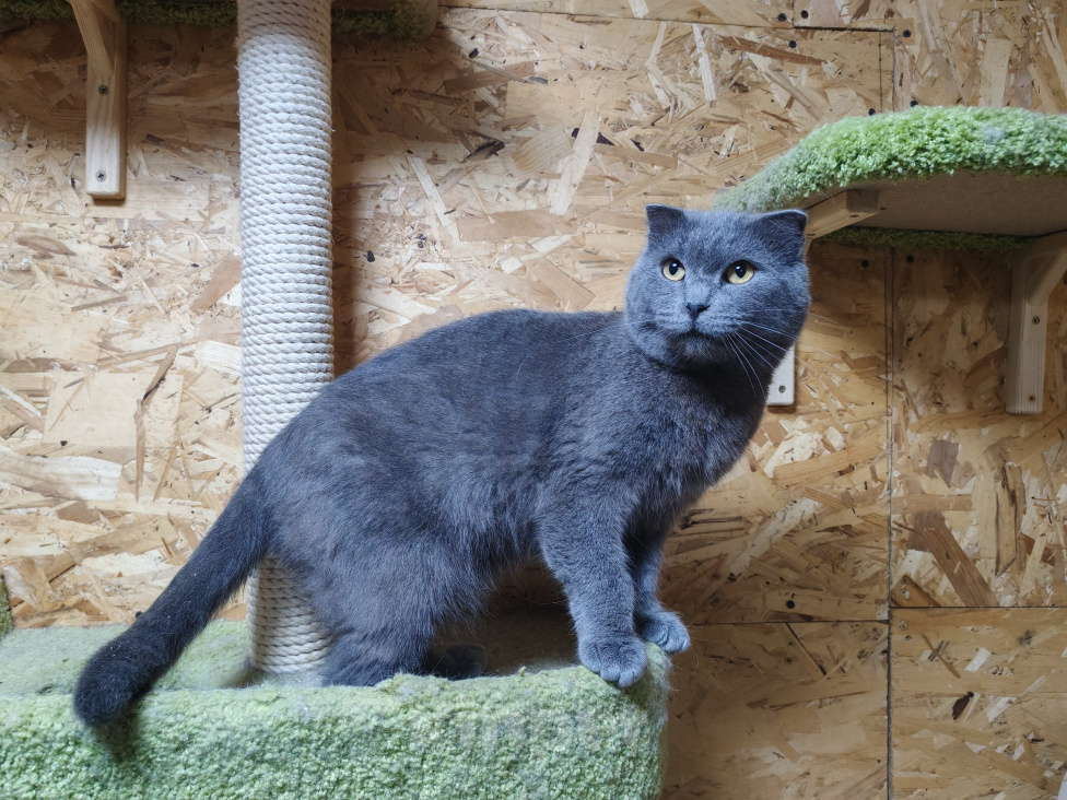 Кошки в Москве: Шотландский добрый котик Фавн Мальчик, Бесплатно - фото 4