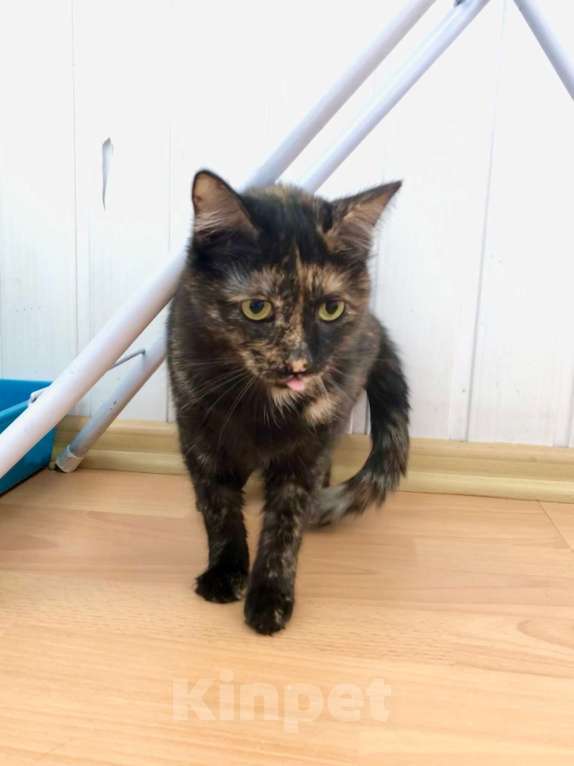 Кошки в Москве: Кошечка Джесси чувствительная скромница в добрые руки Девочка, Бесплатно - фото 6