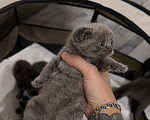 Кошки в Ростове-на-Дону: Шотландские котята Разнополые, 8 000 руб. - фото 5
