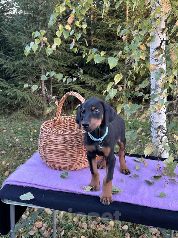 Собаки в Санкт-Петербурге: Щенок Добермана  Девочка, 35 000 руб. - фото 5