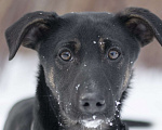 Собаки в Москве: Ласковый щенок из приюта ищет дом Девочка, Бесплатно - фото 2