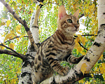 Кошки в Краснодаре: Породистые бенгальские котята от питомника ЮШЕРУС Мальчик, 25 000 руб. - фото 3