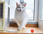 Кошки в Малмыже: Кот Лёва ждёт семью, 100 руб. - фото 7
