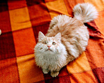 Кошки в Москве: Рыжий котик Мокки с одним глазиком ищет дом.  Мальчик, Бесплатно - фото 2