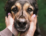 Собаки в Москве: Красавица Шаби в поисках своего человека. Девочка, Бесплатно - фото 2