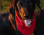 Собаки в Москве: Щенок метис лабрадора Найт в дар Мальчик, Бесплатно - фото 1