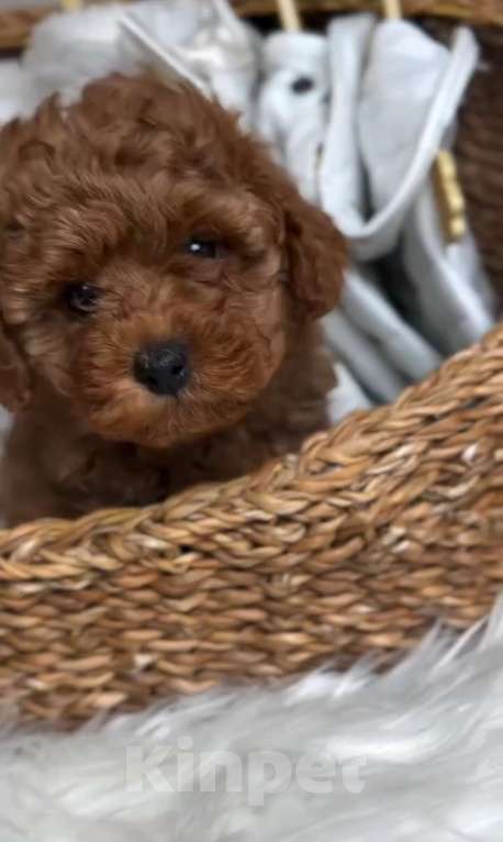 Собаки в Москве: Тикап пудель Teddy Мальчик Премиум класс Мальчик, 75 000 руб. - фото 1