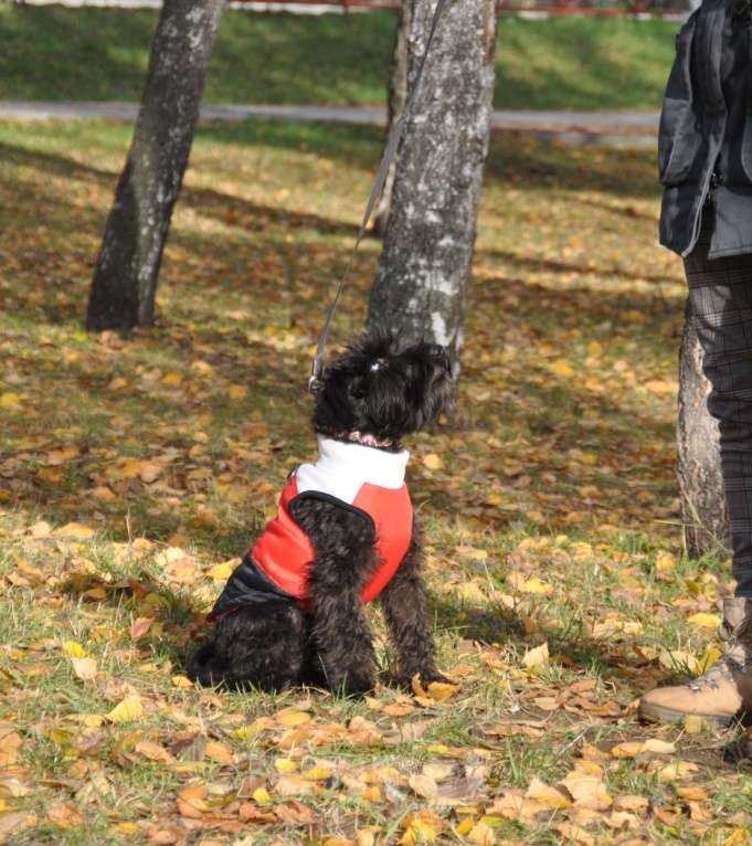 Собаки в Нижнем Новгороде: подрощенный мальчик черного цвергшнауцера Мальчик, 35 000 руб. - фото 1