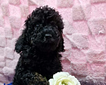 Собаки в Йошкаре-Оле: Мальчишка в окрасе фантом( блек тан) Мальчик, 60 000 руб. - фото 2
