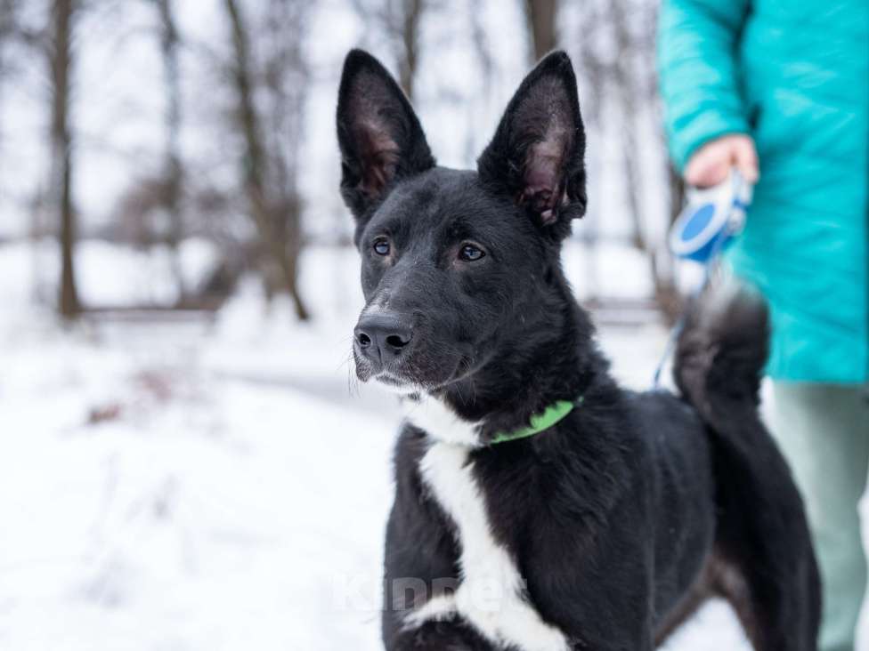 Собаки в Москве: Молодой мальчик, квартирного содержания в добрые руки Мальчик, Бесплатно - фото 2