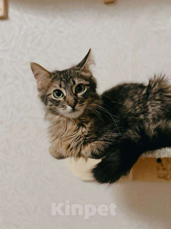 Кошки в Балашихе: Абсент. Пушистый котенок в поиске семьи Мальчик, Бесплатно - фото 3