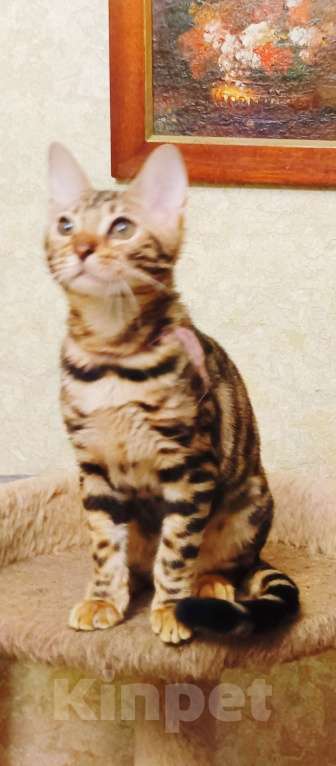 Кошки в Лыткарино: Бенгальская девочка с документами Девочка, 30 000 руб. - фото 1