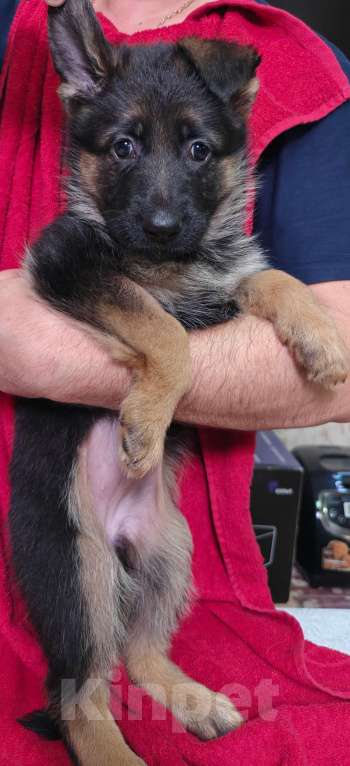 Собаки в Ростове-на-Дону: Щенки немецкой овчарки Девочка, 60 000 руб. - фото 1