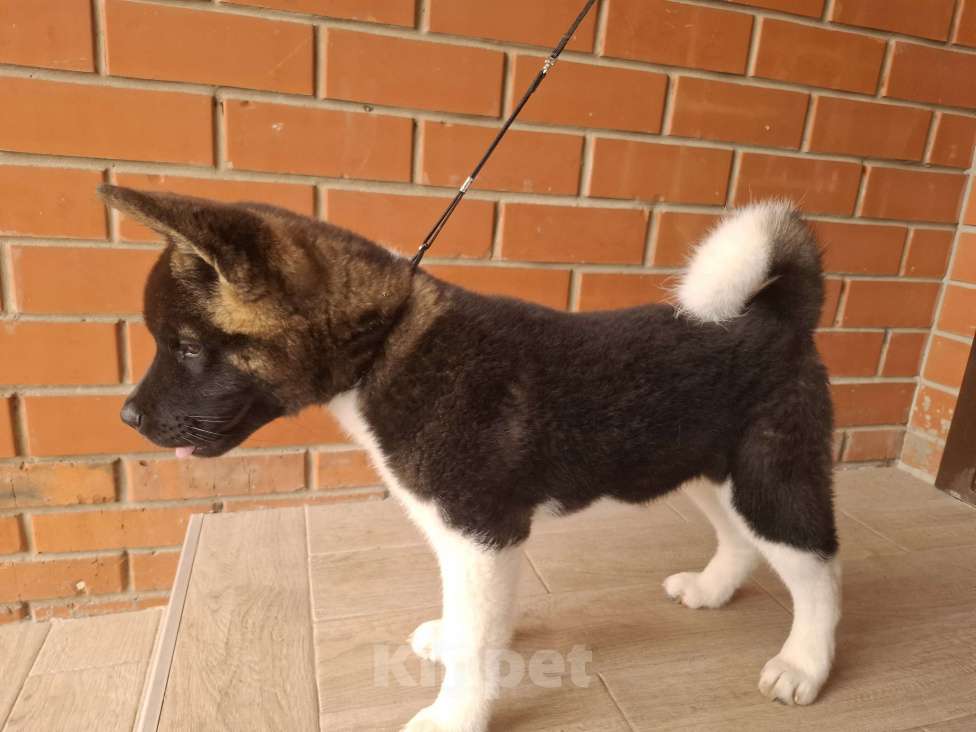 Собаки в Москве: Щенок американской акиты  Девочка, 45 000 руб. - фото 5