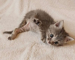 Кошки в Чехове: Котенок Сильва,модель не известна,год выпуска 2024 Девочка, 100 руб. - фото 9