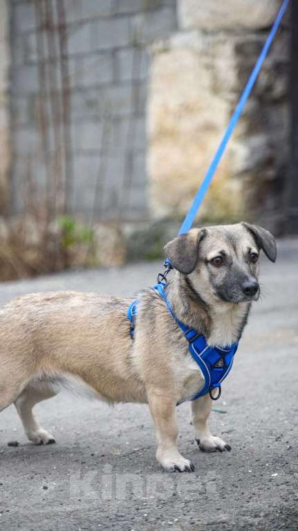 Собаки в Москве: ЛЯЛЕ ОЧЕНЬ НУЖНА СЕМЬЯ Девочка, Бесплатно - фото 2