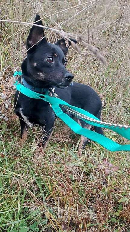 Собаки в Санкт-Петербурге: Маленький трогательный пёсик Мальчик, Бесплатно - фото 3