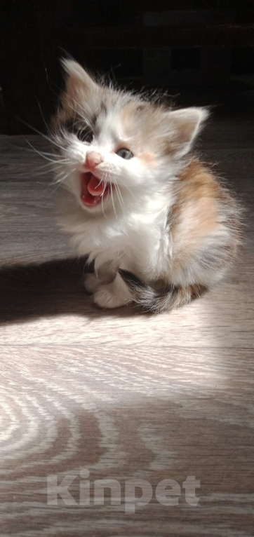 Кошки в Кашире: девочка 1.5 месяца Девочка, Бесплатно - фото 2