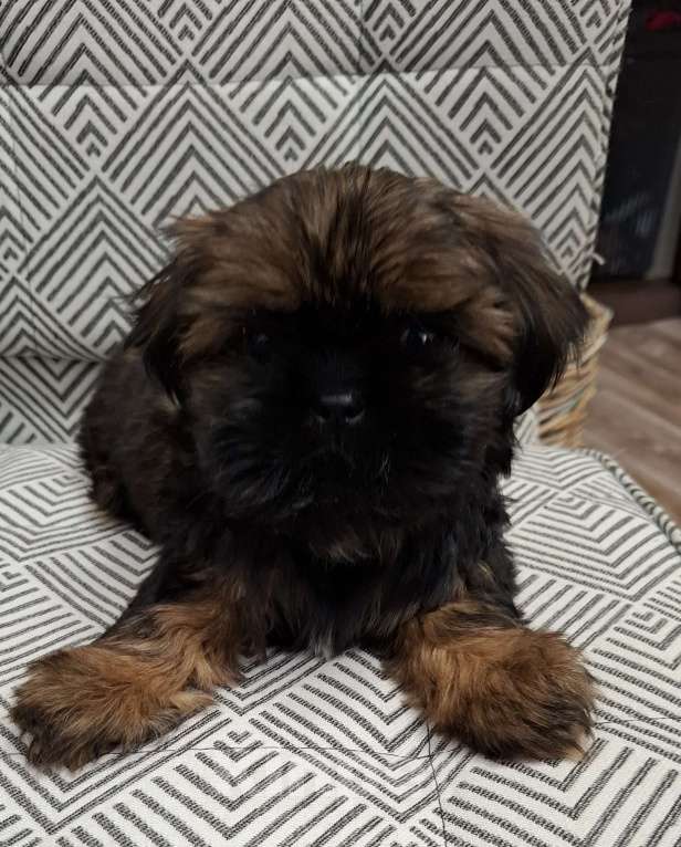 Собаки в Кропоткине: Ши-тцу  Мальчик, 20 000 руб. - фото 2