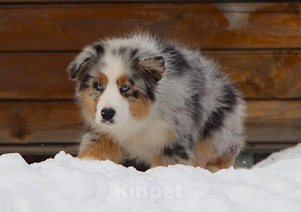 Собаки в других городах Владимирской области: щенок австралийской овчарки Девочка, 120 000 руб. - фото 5