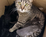 Кошки в Казани: Котята в добрые руки Разнополые, Бесплатно - фото 1