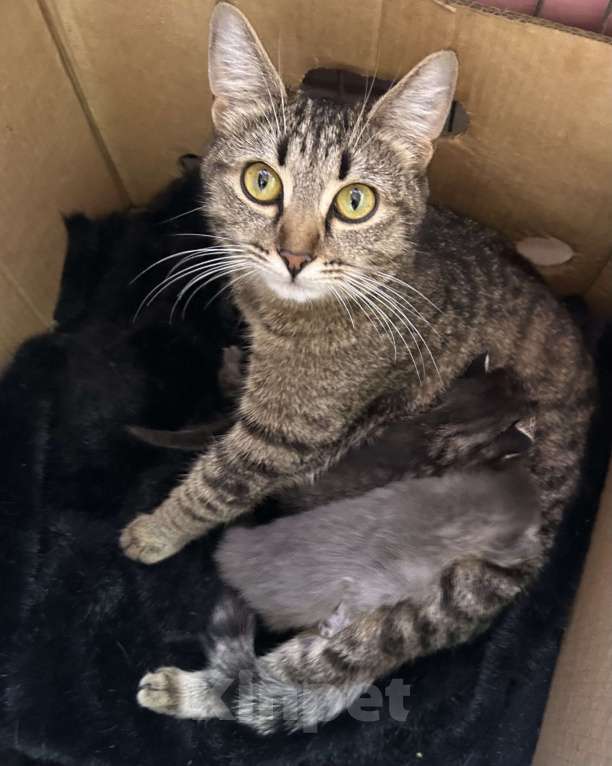 Кошки в Казани: Котята в добрые руки Разнополые, Бесплатно - фото 1